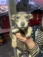 PEANUT, Hund, Mischlingshund in Lüdinghausen - Bild 2