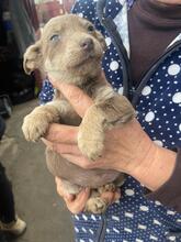 PEANUT, Hund, Mischlingshund in Lüdinghausen - Bild 3