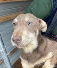 PEANUT, Hund, Mischlingshund in Lüdinghausen - Bild 4