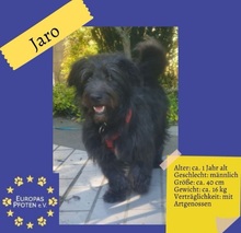 BLACKYJARO, Hund, Mischlingshund in Zeuthen - Bild 1