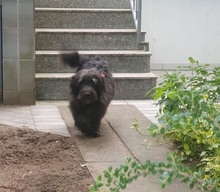 BLACKYJARO, Hund, Mischlingshund in Zeuthen - Bild 10