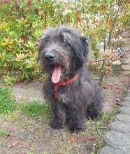 BLACKYJARO, Hund, Mischlingshund in Zeuthen - Bild 11