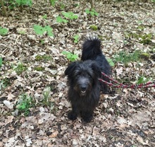 BLACKYJARO, Hund, Mischlingshund in Zeuthen - Bild 12