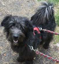 BLACKYJARO, Hund, Mischlingshund in Zeuthen - Bild 13
