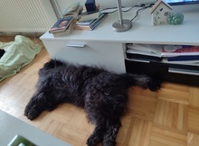 BLACKYJARO, Hund, Mischlingshund in Zeuthen - Bild 14