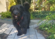 BLACKYJARO, Hund, Mischlingshund in Zeuthen - Bild 15