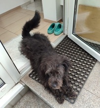 BLACKYJARO, Hund, Mischlingshund in Zeuthen - Bild 16