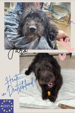BLACKYJARO, Hund, Mischlingshund in Zeuthen - Bild 17