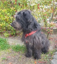 BLACKYJARO, Hund, Mischlingshund in Zeuthen - Bild 2