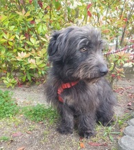 BLACKYJARO, Hund, Mischlingshund in Zeuthen - Bild 3