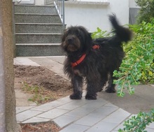 BLACKYJARO, Hund, Mischlingshund in Zeuthen - Bild 4