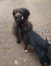 BLACKYJARO, Hund, Mischlingshund in Zeuthen - Bild 5