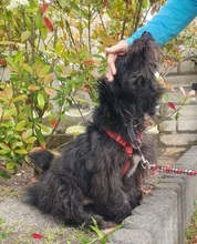 BLACKYJARO, Hund, Mischlingshund in Zeuthen - Bild 6