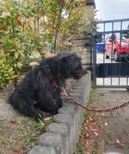 BLACKYJARO, Hund, Mischlingshund in Zeuthen - Bild 7