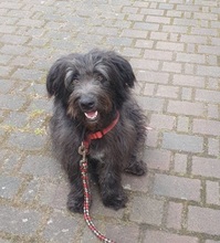 BLACKYJARO, Hund, Mischlingshund in Zeuthen - Bild 8