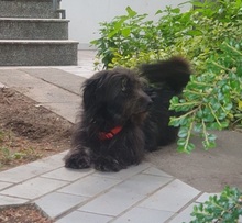 BLACKYJARO, Hund, Mischlingshund in Zeuthen - Bild 9