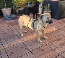 LENNY, Hund, Mischlingshund in Olfen - Bild 1