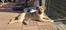 LENNY, Hund, Mischlingshund in Olfen - Bild 10