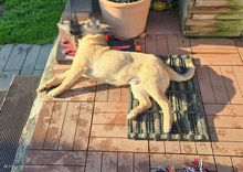 LENNY, Hund, Mischlingshund in Olfen - Bild 11