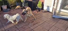 LENNY, Hund, Mischlingshund in Olfen - Bild 2