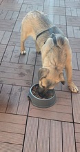 LENNY, Hund, Mischlingshund in Olfen - Bild 3