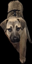 LENNY, Hund, Mischlingshund in Olfen - Bild 5