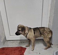 LENNY, Hund, Mischlingshund in Olfen - Bild 7