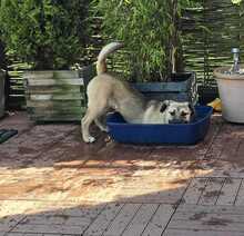 LENNY, Hund, Mischlingshund in Olfen - Bild 8