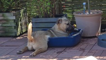 LENNY, Hund, Mischlingshund in Olfen - Bild 9