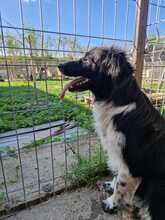 EMMA, Hund, Mischlingshund in Rumänien - Bild 14