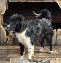 EMMA, Hund, Mischlingshund in Rumänien - Bild 15
