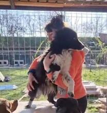 EMMA, Hund, Mischlingshund in Rumänien - Bild 16