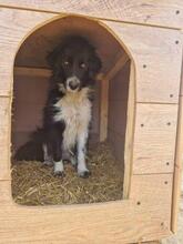 EMMA, Hund, Mischlingshund in Rumänien - Bild 17