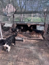 EMMA, Hund, Mischlingshund in Rumänien - Bild 18
