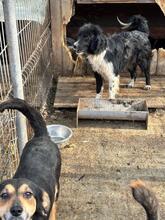 EMMA, Hund, Mischlingshund in Rumänien - Bild 19