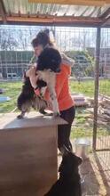 EMMA, Hund, Mischlingshund in Rumänien - Bild 21