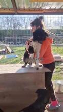 EMMA, Hund, Mischlingshund in Rumänien - Bild 22