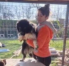 EMMA, Hund, Mischlingshund in Rumänien - Bild 23