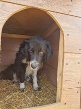 EMMA, Hund, Mischlingshund in Rumänien - Bild 25