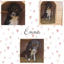 EMMA, Hund, Mischlingshund in Rumänien - Bild 26