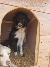 EMMA, Hund, Mischlingshund in Rumänien - Bild 27