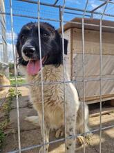 MAJA, Hund, Mischlingshund in Rumänien - Bild 22