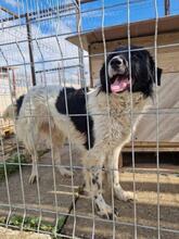 MAJA, Hund, Mischlingshund in Rumänien - Bild 23
