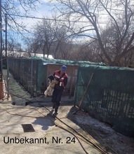 MAJA, Hund, Mischlingshund in Rumänien - Bild 24