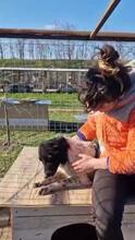MAJA, Hund, Mischlingshund in Rumänien - Bild 25
