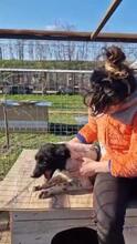 MAJA, Hund, Mischlingshund in Rumänien - Bild 26