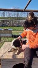 MAJA, Hund, Mischlingshund in Rumänien - Bild 27