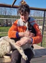 MAJA, Hund, Mischlingshund in Rumänien - Bild 29