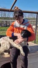 MAJA, Hund, Mischlingshund in Rumänien - Bild 30