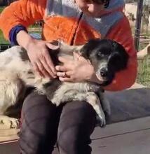 MAJA, Hund, Mischlingshund in Rumänien - Bild 31